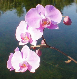 orchid-on-dock.jpg