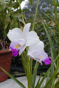 A close-up of the bamboo orchid flower