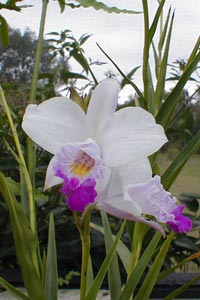 A better shot of the orchid blooms