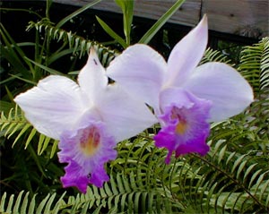 The bamboo orchid flower possessed snowy white petals with rich purple accentss