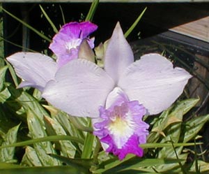 The blooms opened up fully with large white petalss