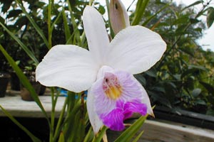 An extreme close-up of the bamboo orchid flower