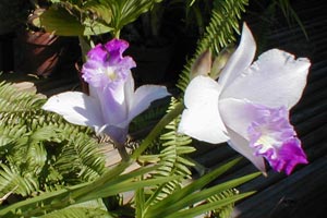 The partially opened bamboo orchid blossom