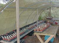 Then line them up in neat rows in the greenhouse