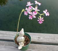 Calanthe rosea