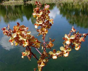 Cigar orchid plant in front of my pond