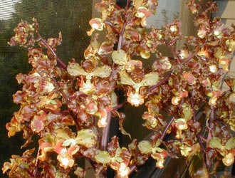 The cigar orchid thrived on my porch, growing many blossoms