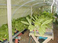 Late in the summer, the greenhouse looks like this