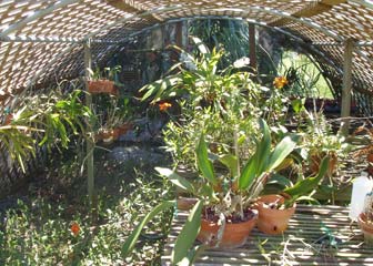 Orchid greenhouse interior