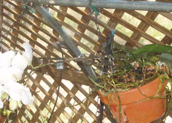 Hanging plants with 180-degree misting sprayers