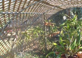 Automatic sprayers covering the orchids with mist