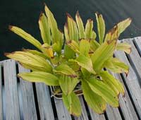 Calanthe rosea